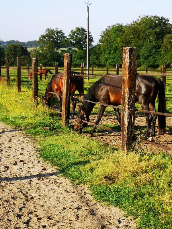 Les écuries de Lussat - Chevaux au prés {JPEG}