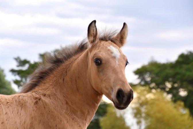 La Faye - Cheval {JPEG}