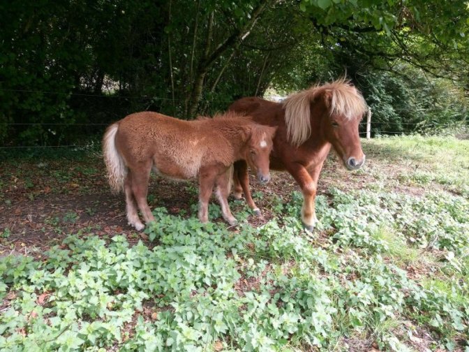 Vassivière à Cheval - Jo et Iaka {JPEG}